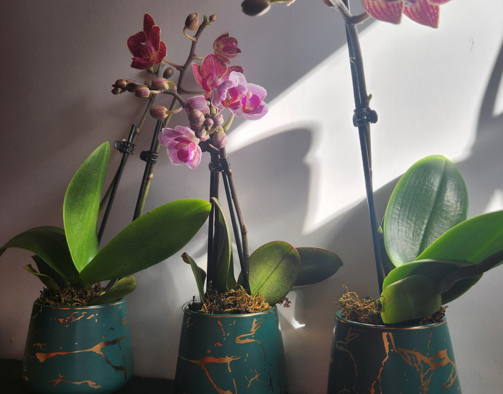 Mini orchid bonsai in a vintage teal Japanese sake cup