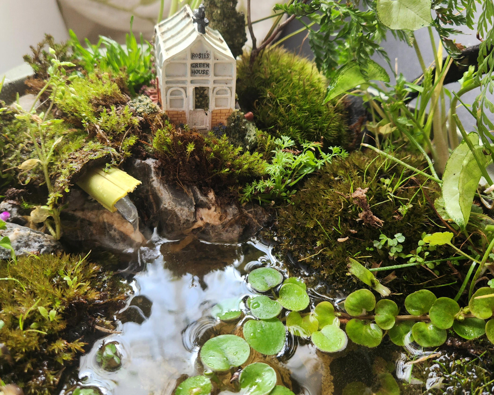 A charming little pond in a vintage crock pot, featuring a miniature greenhouse, a mossy embankment and a little stream