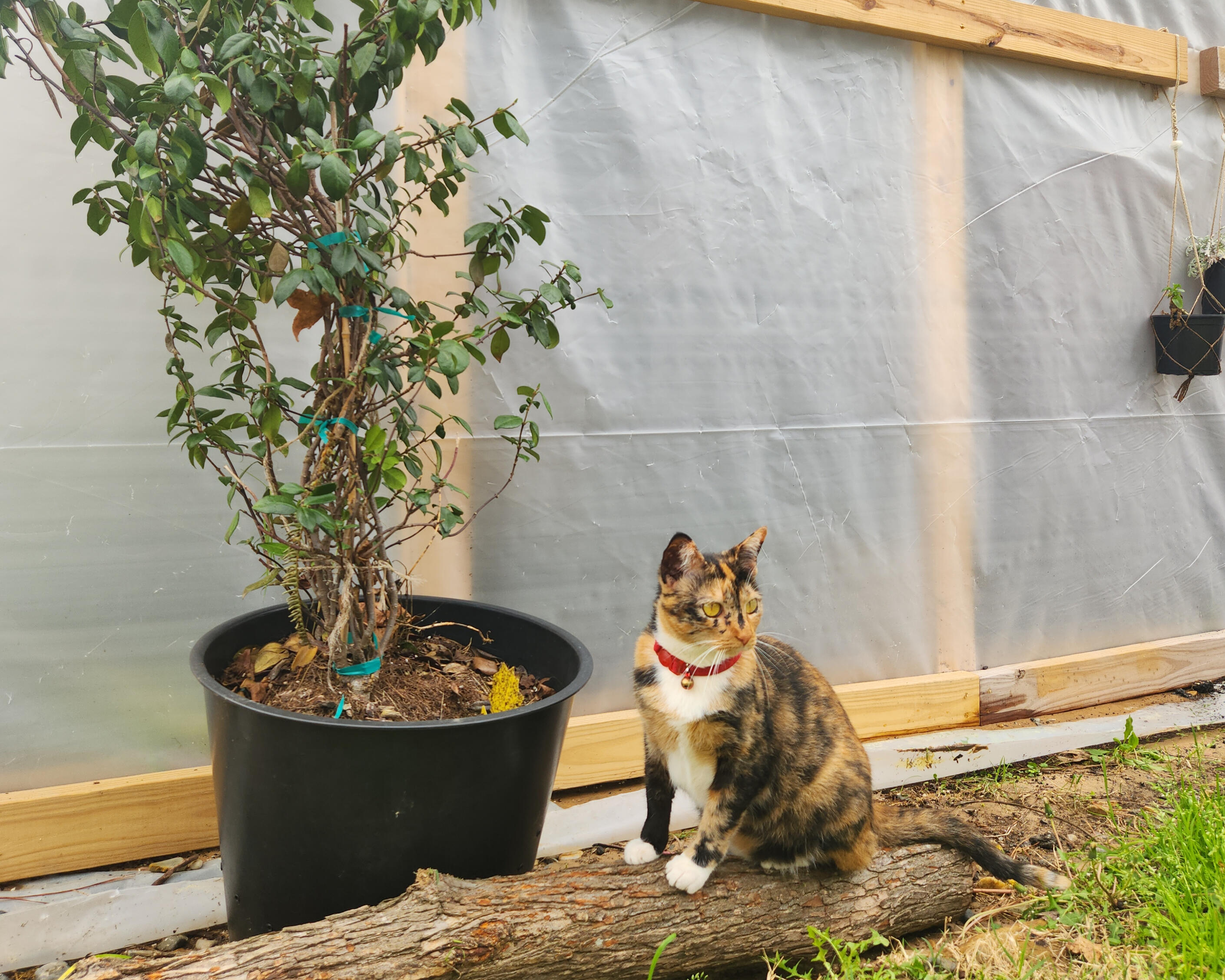 Features the calico nursery cat Lady next to a Jasmine Tree and the greenhouse