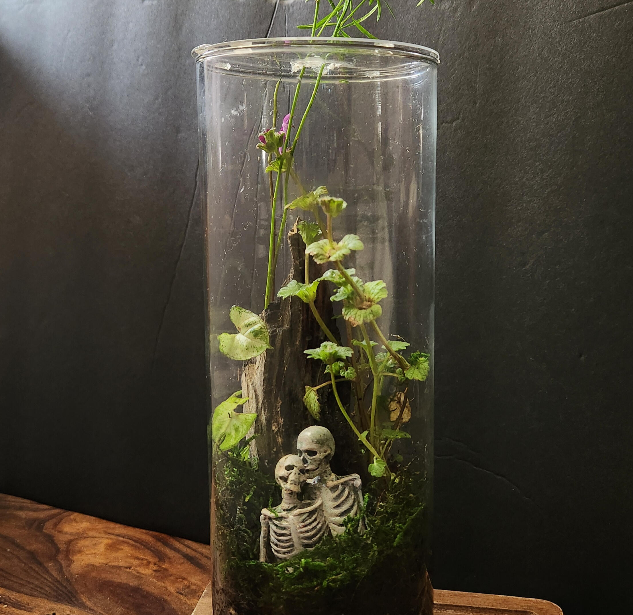 Closed glass terrarium, featuring a live moss wall and plants, a jungle landscape, in the midst of which, a pair of skeleton lovers embrace